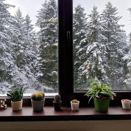 Pine Tree Apartment / Borovets Gardens Eksteriør billede